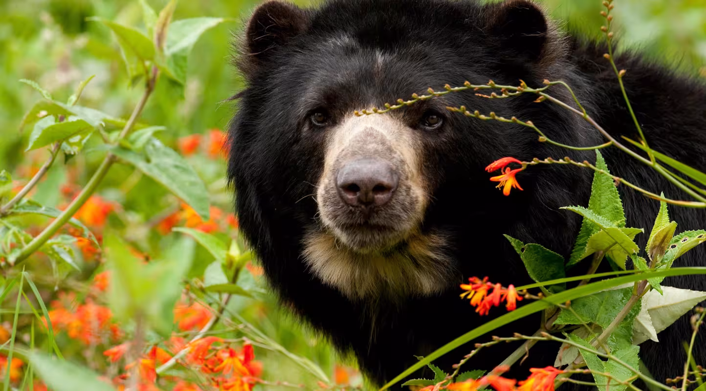 Équateur : un nouveau corridor vital 