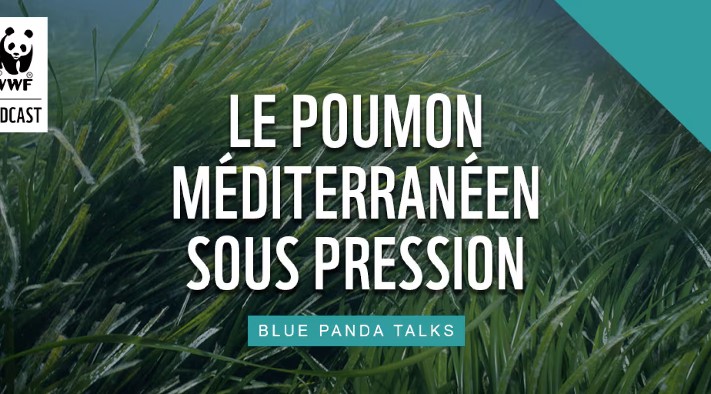 Épisode 4, Le poumon de la Méditerranée sous pression