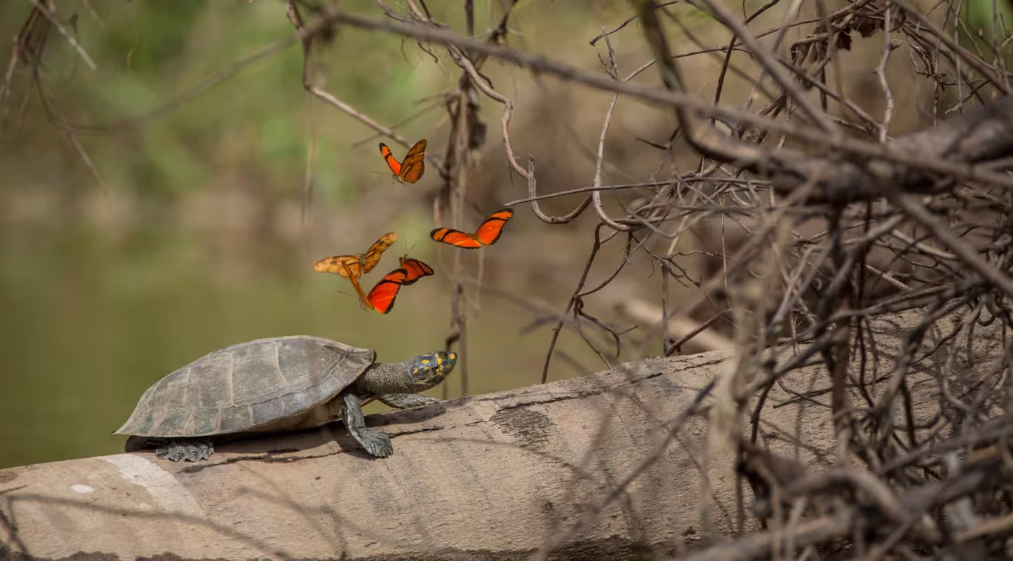 Pour les tortues d'équateur, l'horizon s'éclaircit