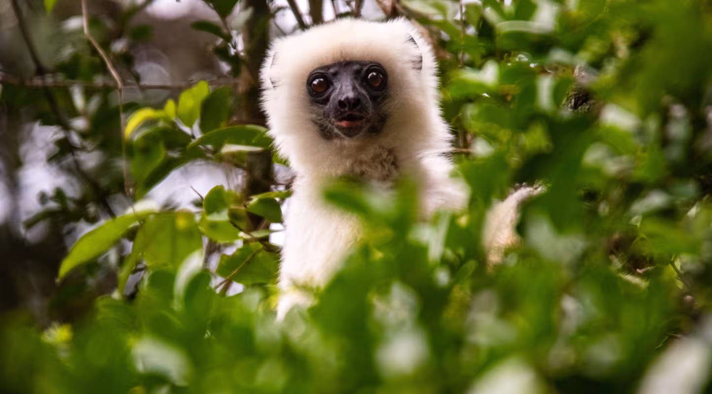 L’horizon s’éclaircit pour le lémurien blanc de Madagascar