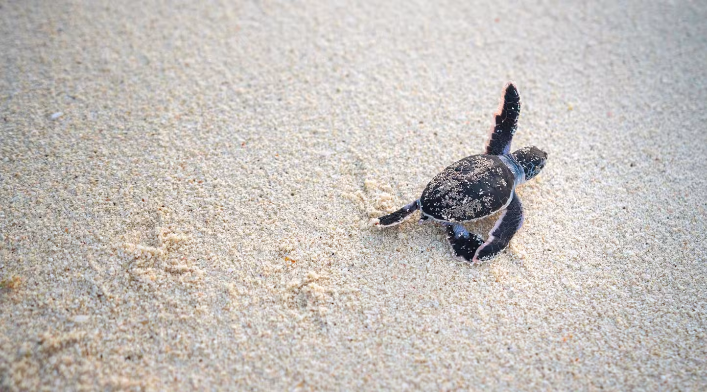 Des droits pour les requins et les tortues marines