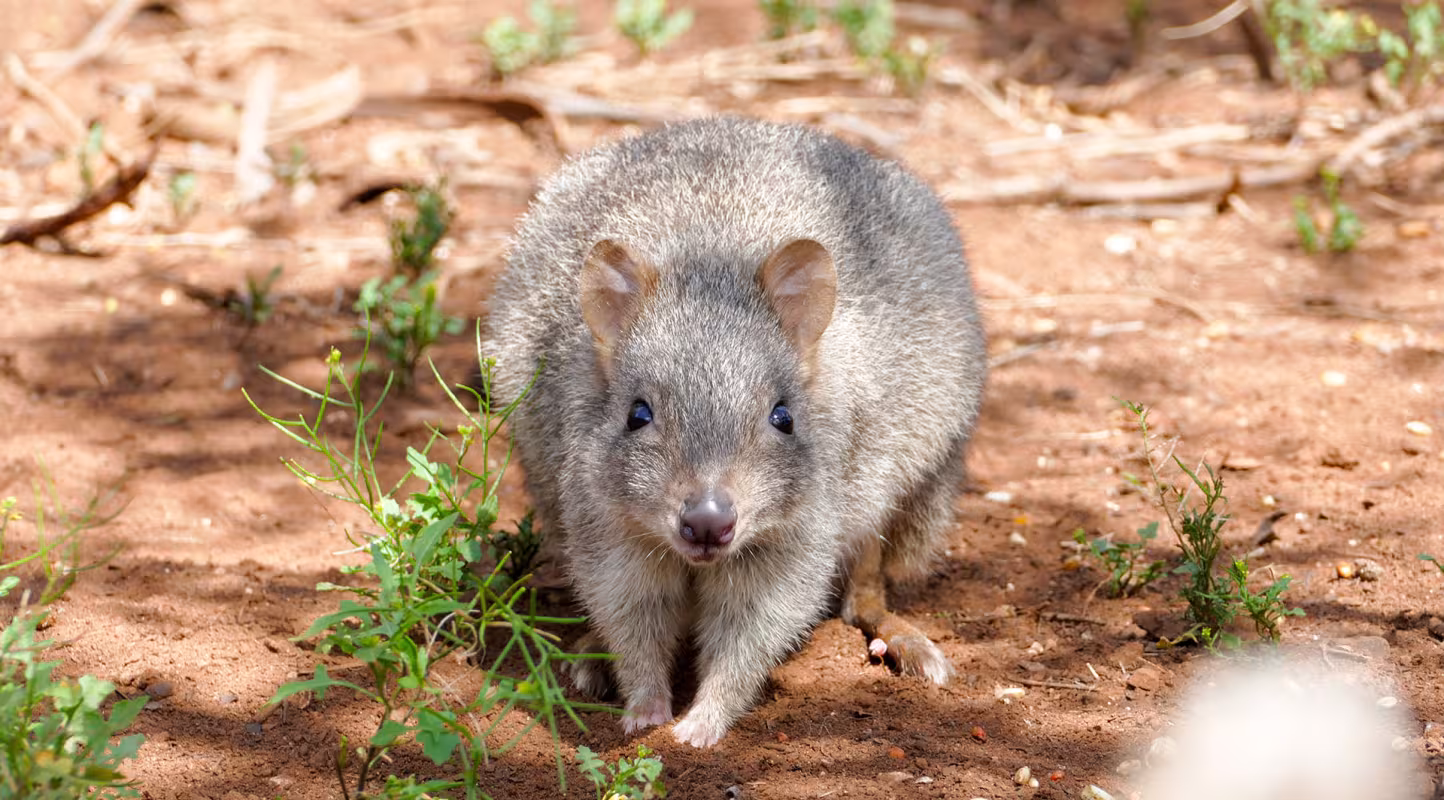 Le woylie, de retour en Australie !