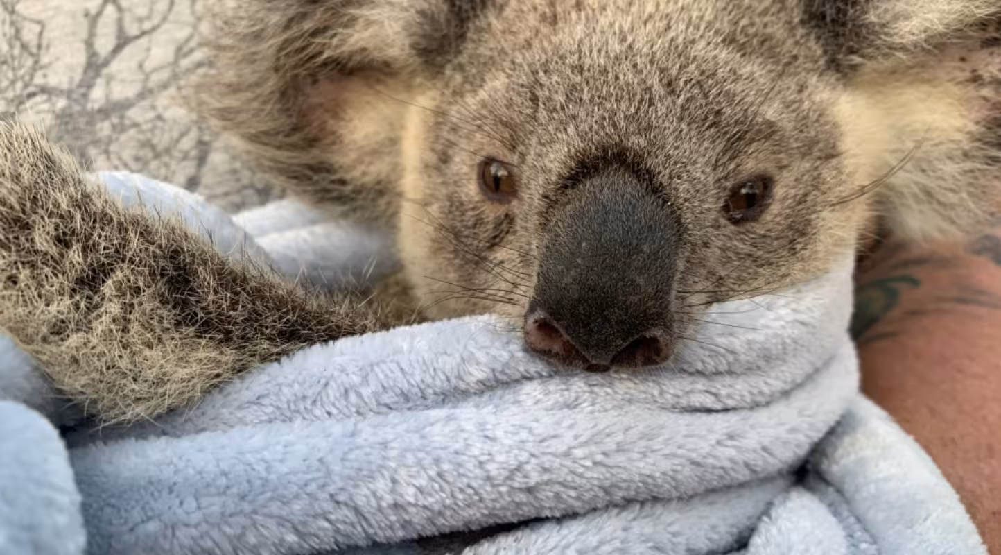 Maryanne, le koala sauvé des flammes