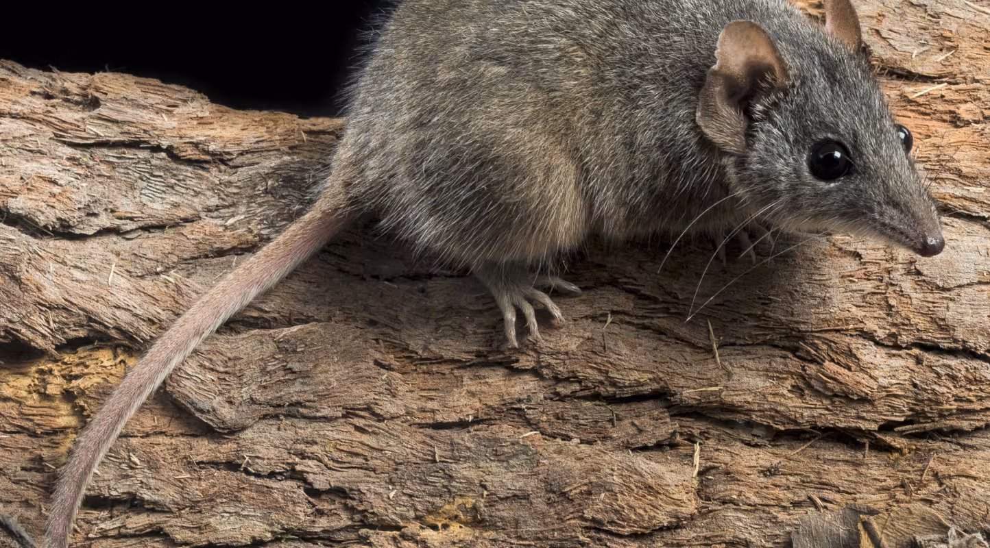 Un marsupial échappe à l’extinction