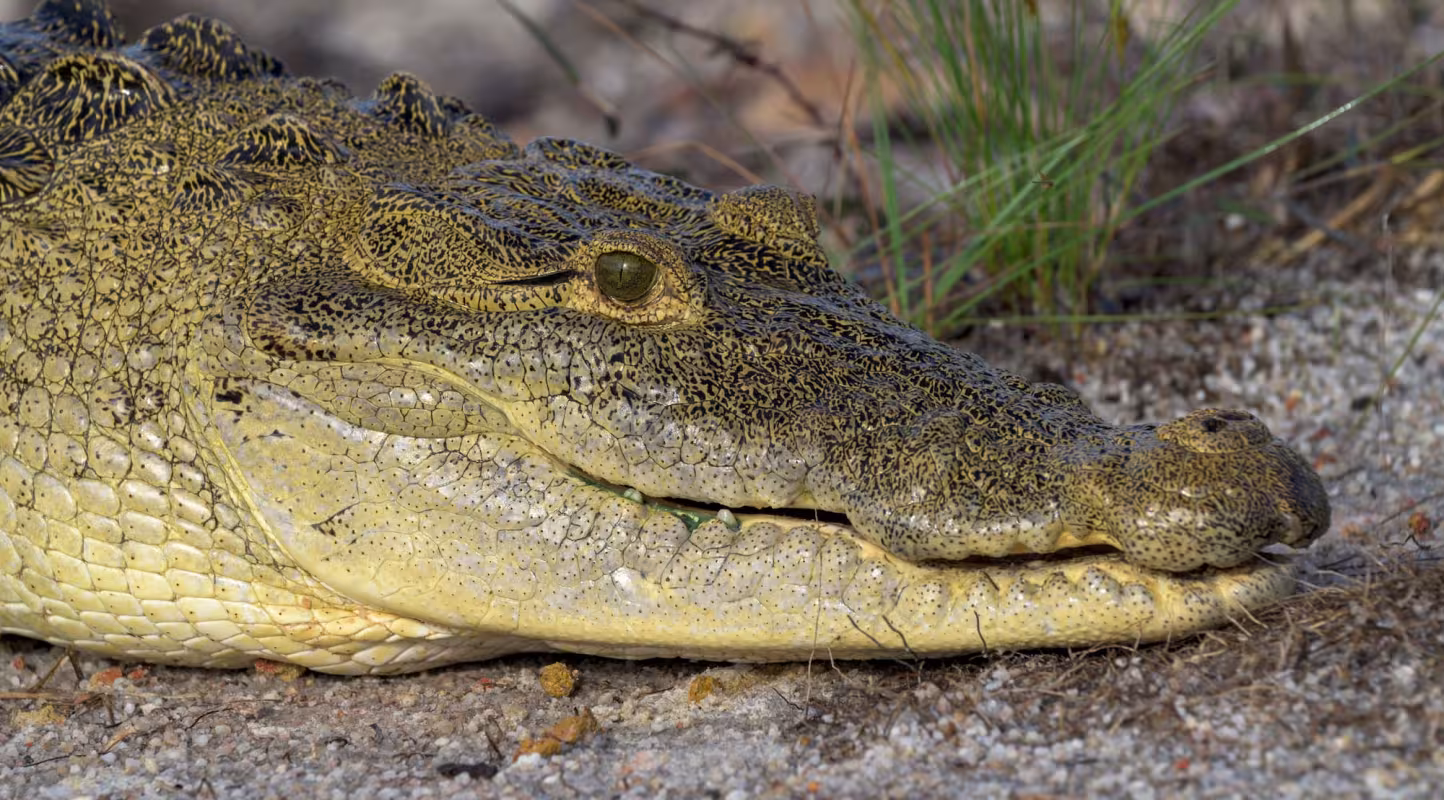 Crocodiles : changer de regard