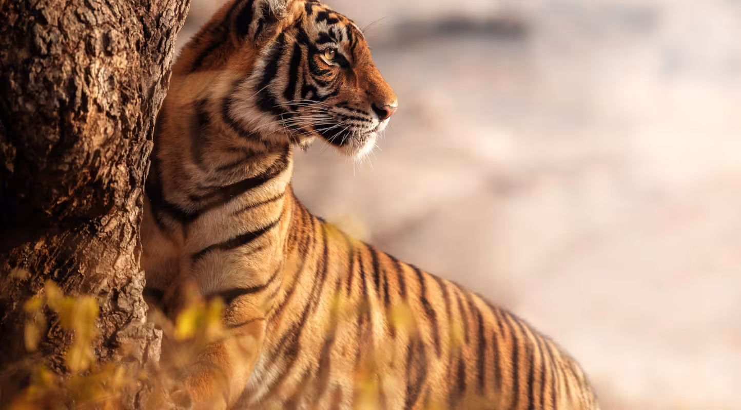 L’avenir s’éclaire pour le tigre