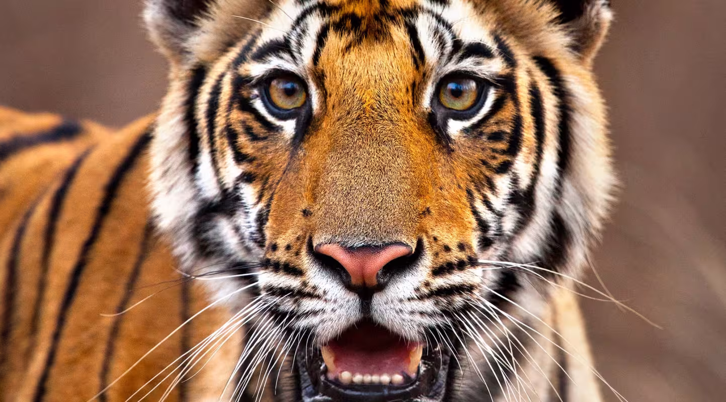 En Inde, le tigre file un bon coton 