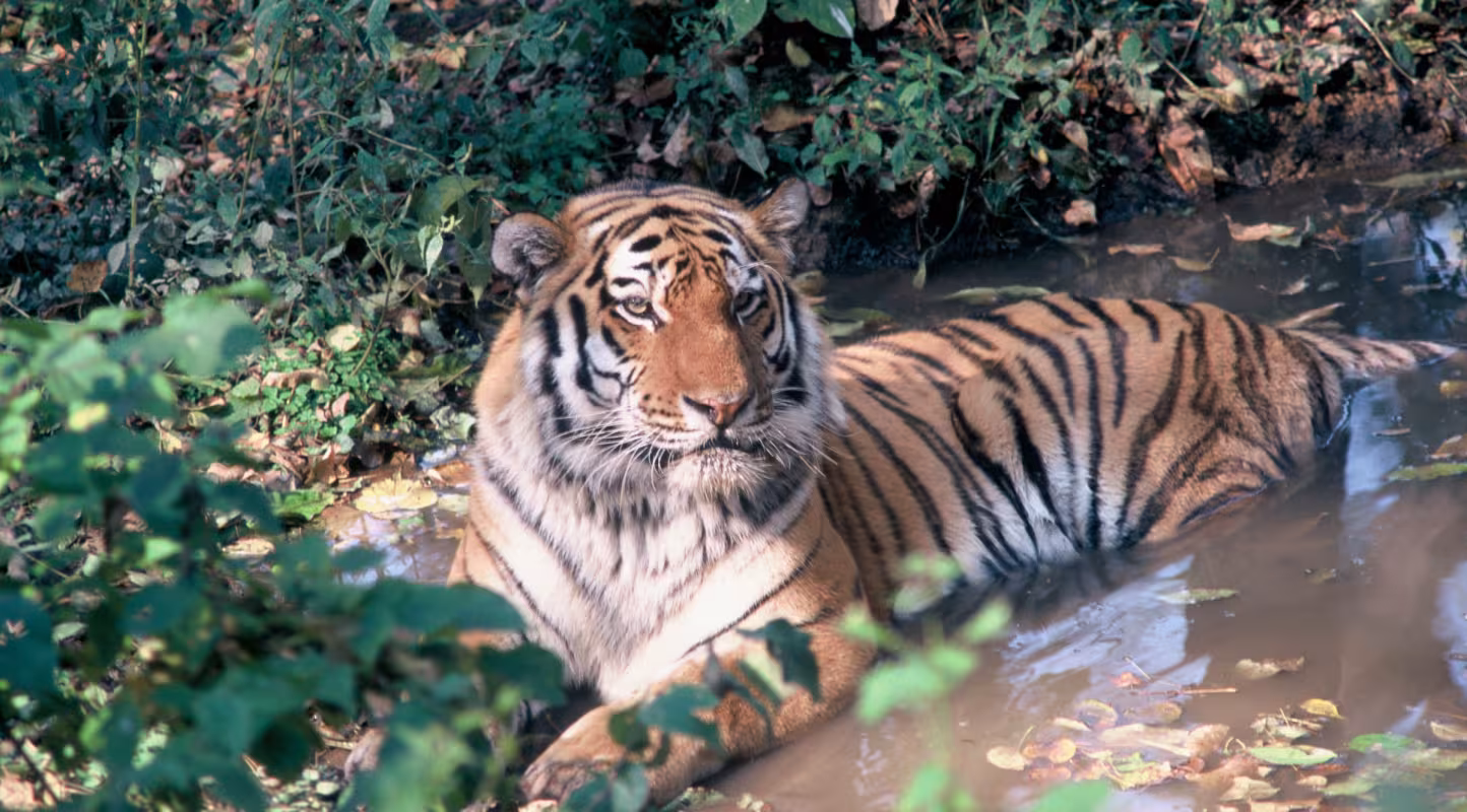 En Russie le tigre ressuscite