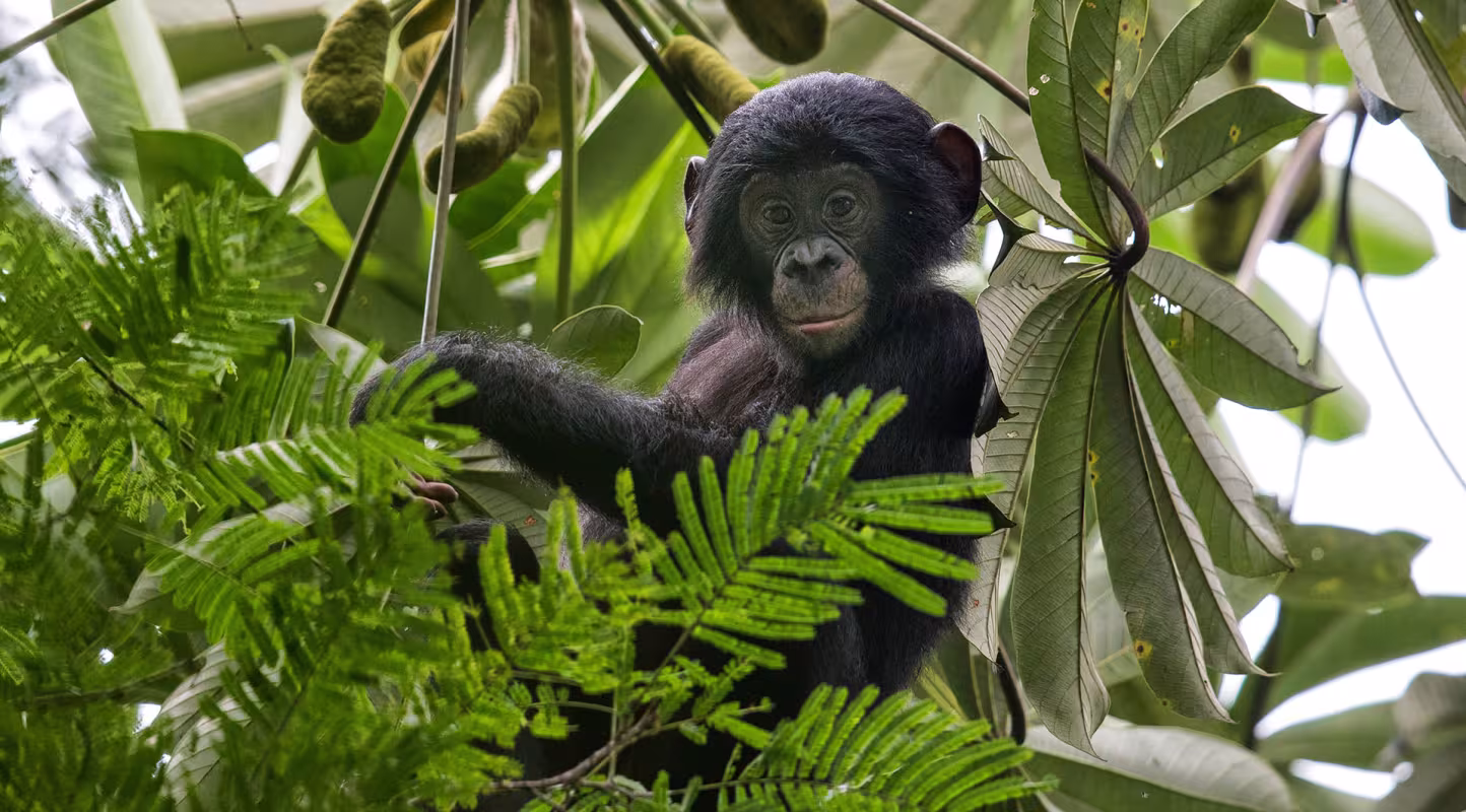 Le retour des chimpanzés en RDC 