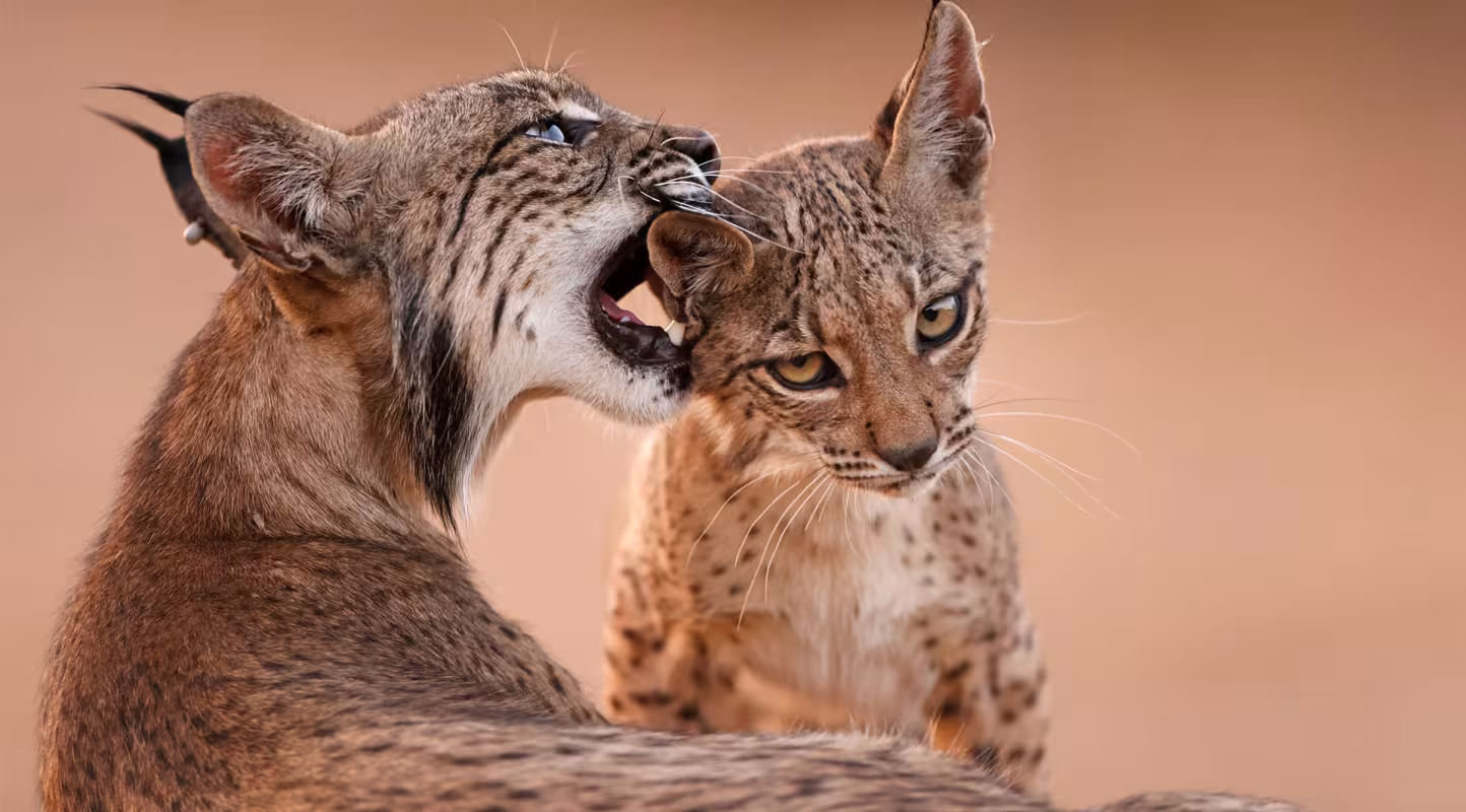 Le lynx ibérique rebondit