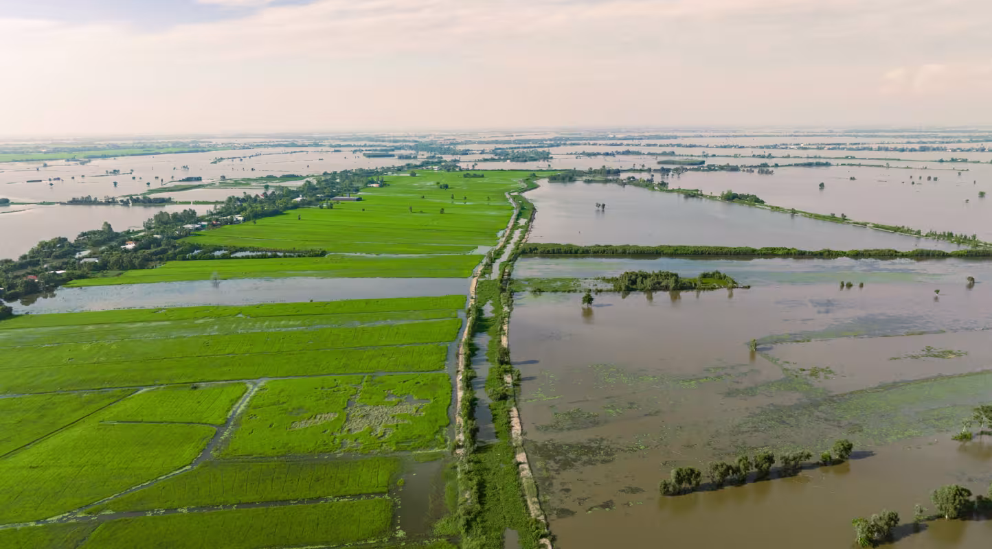Au Viet Nam, les forêts reprennent vie