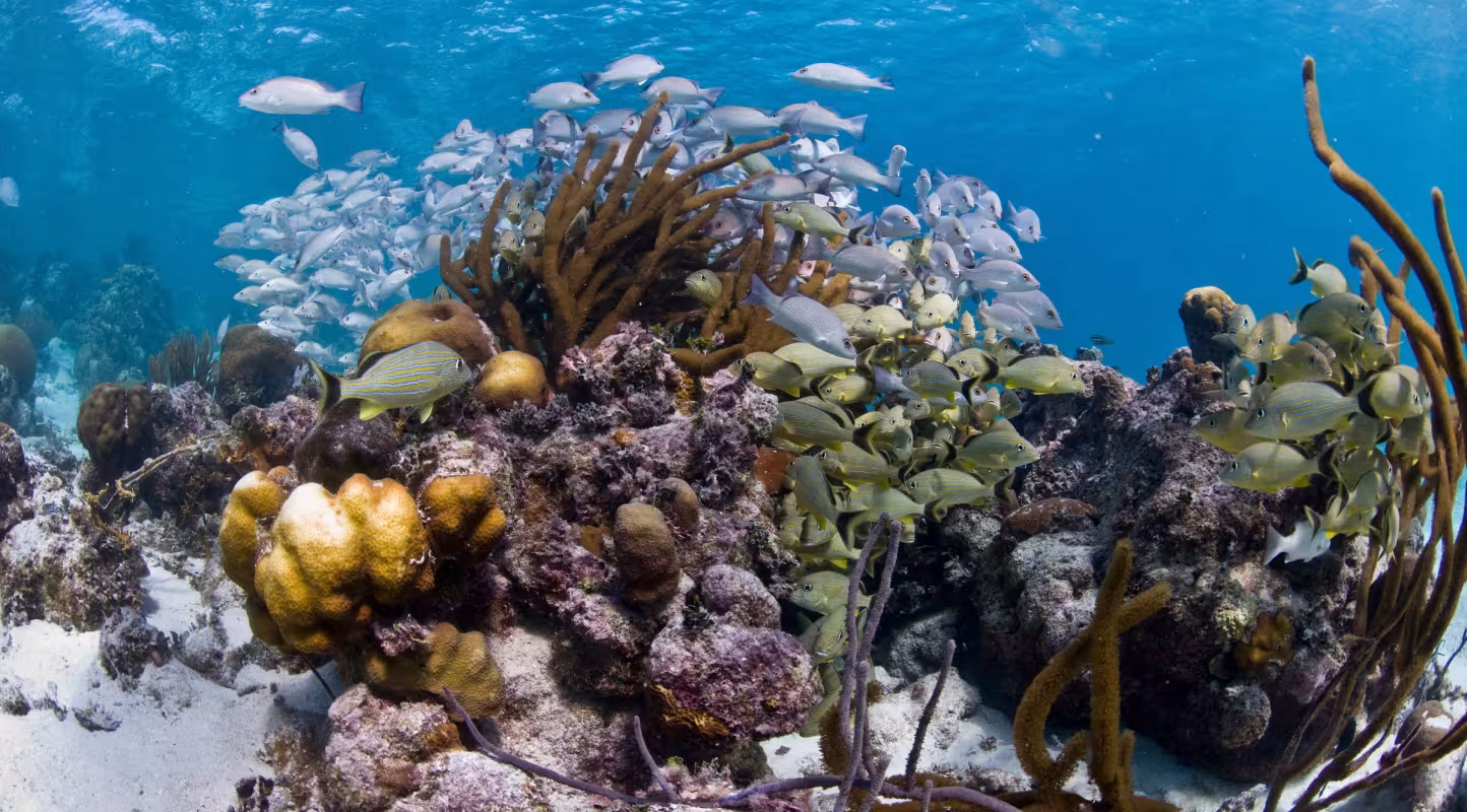 Trêve salutaire pour le corail du Bélize
