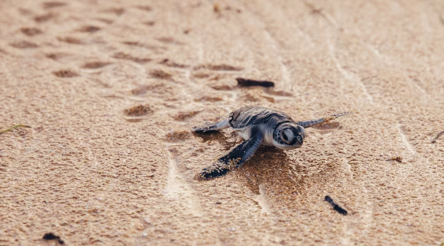 Tortues : restaurer la parité pour perpétuer l’espèce