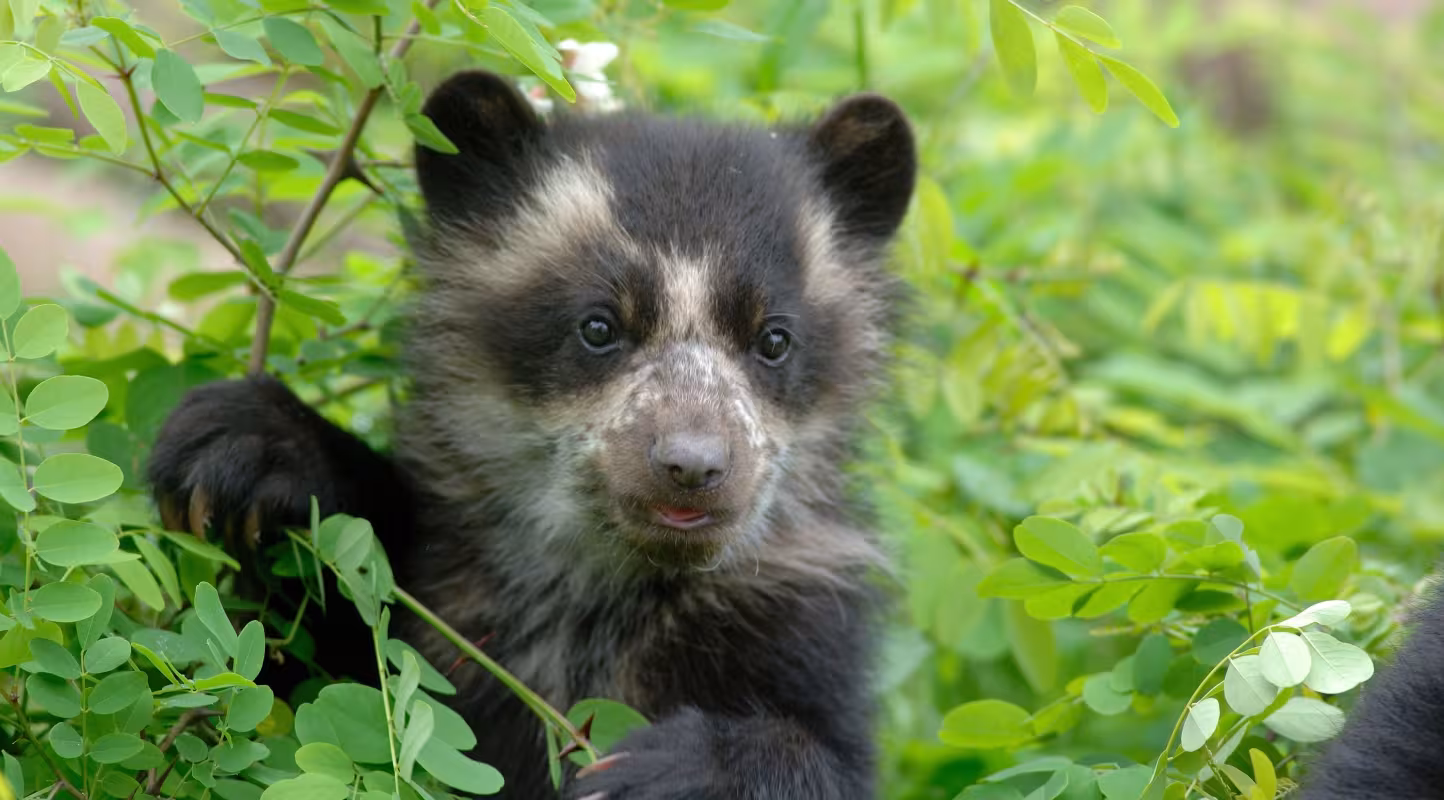 Trêve entres les humains et l’ours à lunettes