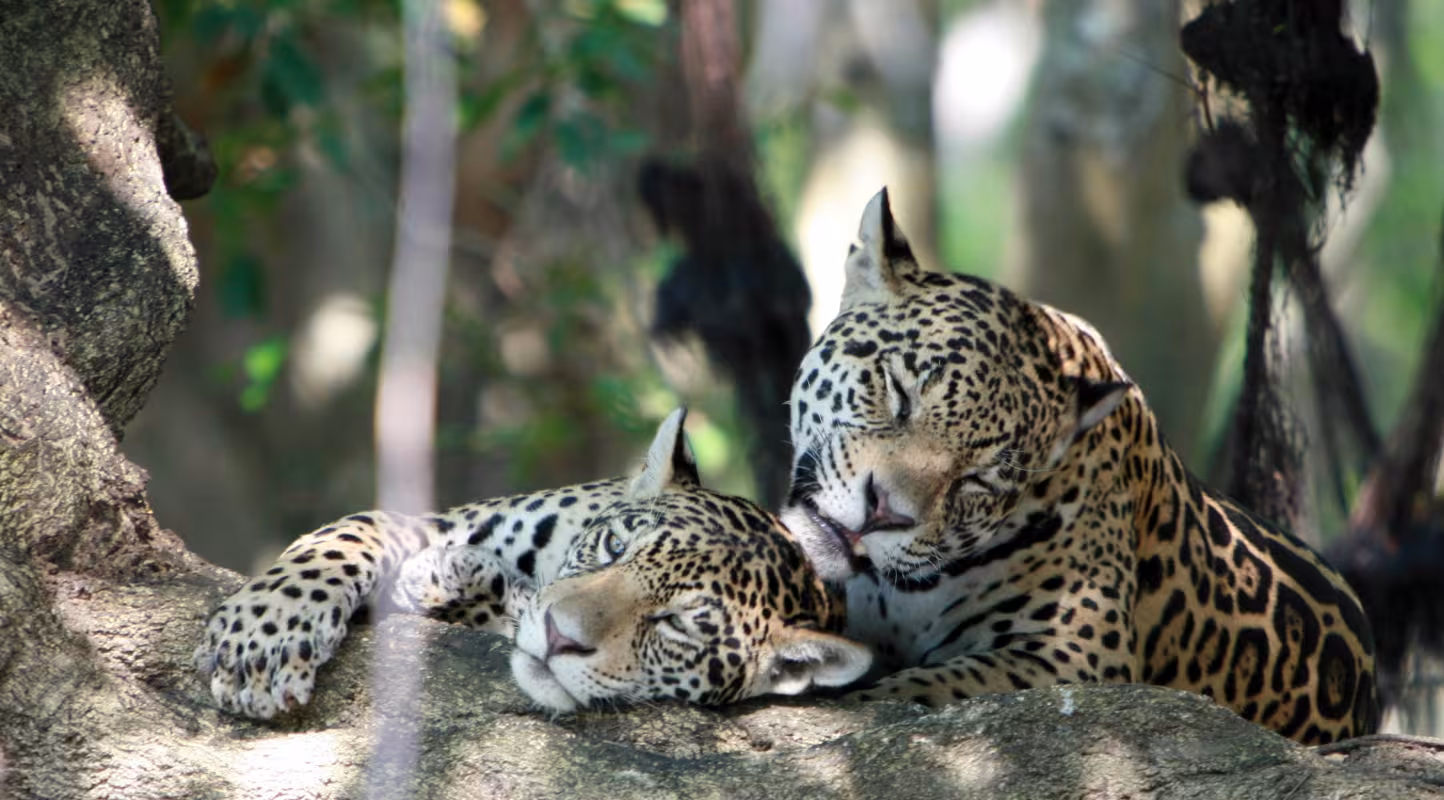 L’espoir renaît pour le jaguar argentin