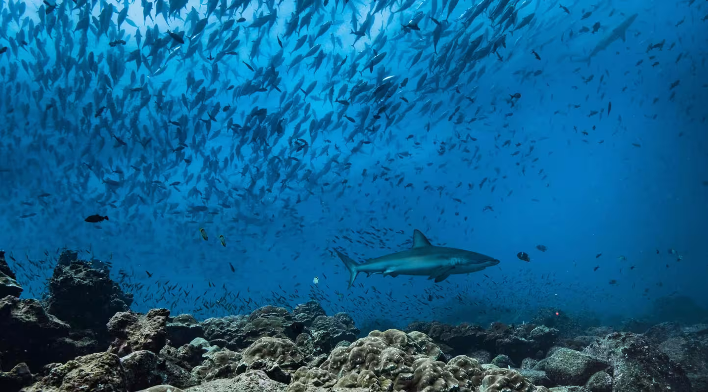 L’horizon s’éclaircit pour pour les requins et les raies