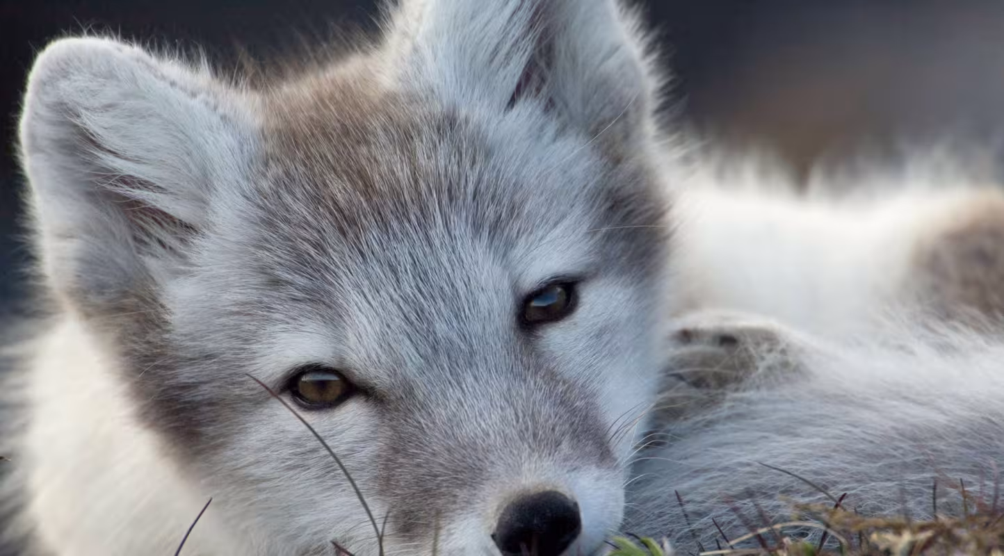 Heureux événement chez le renard d’Arctique