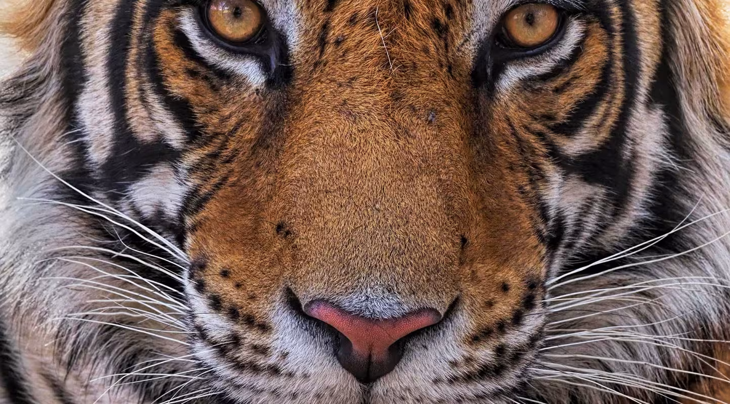 Le réveil du tigre