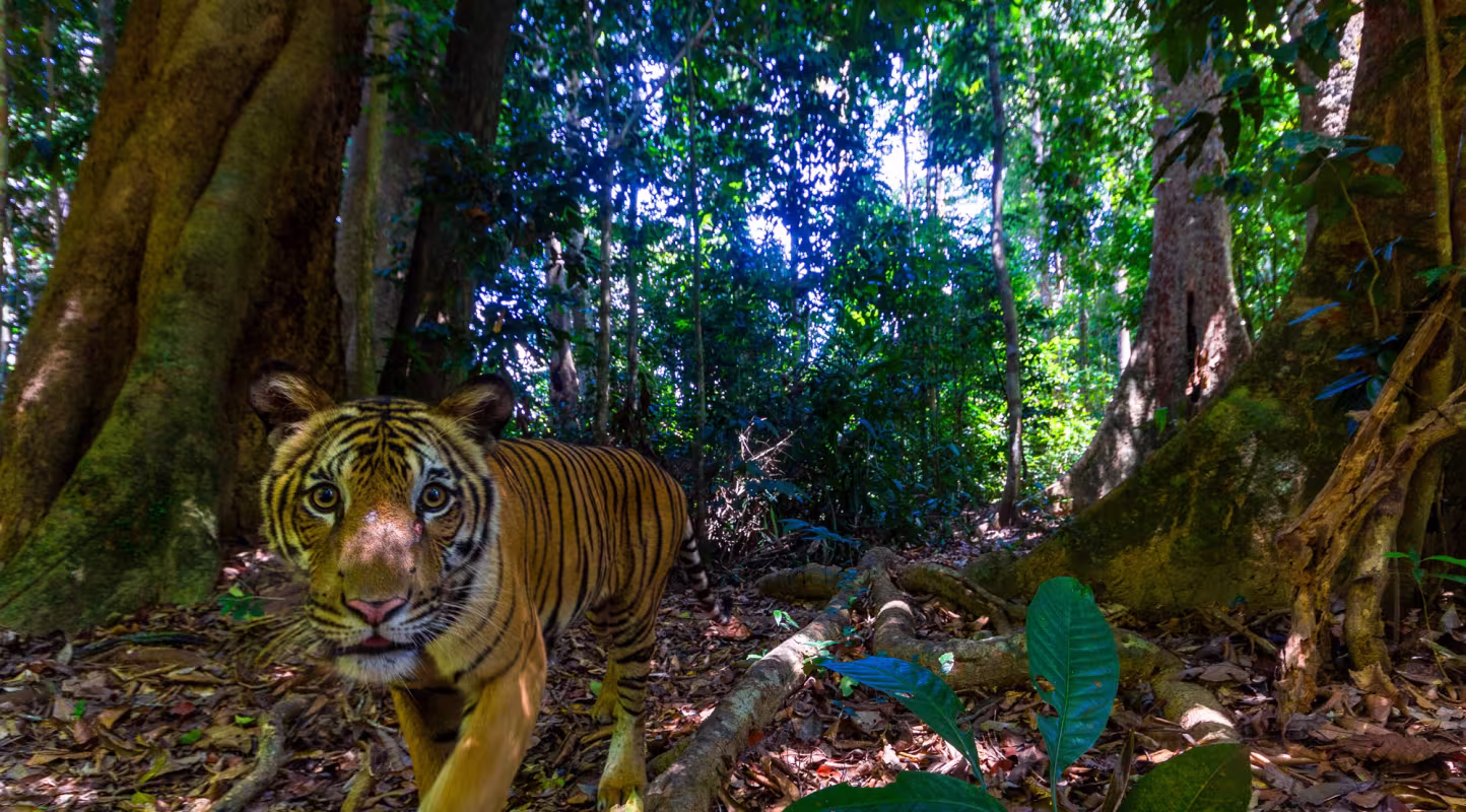 Mission Tiger réussie !