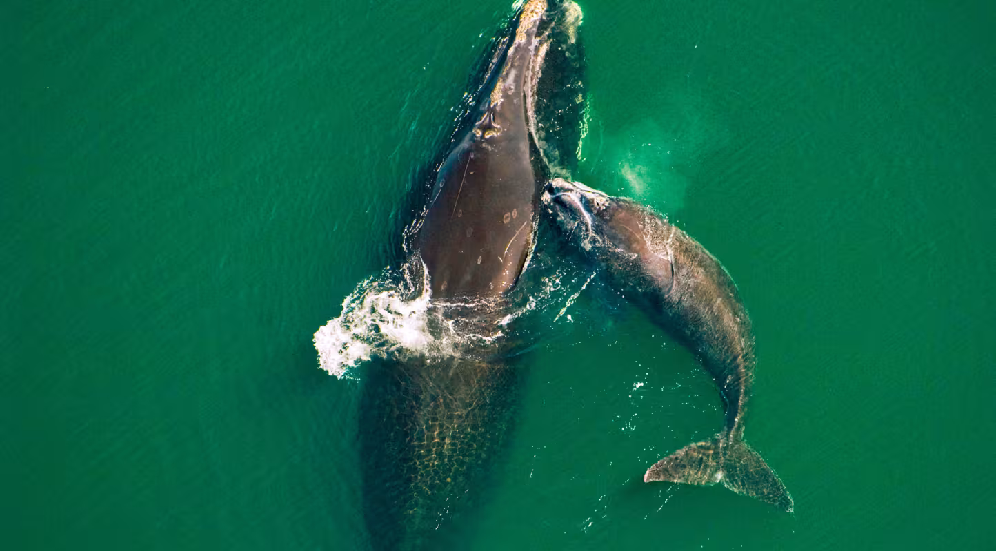 Les baleines noires reprennent leur souffle