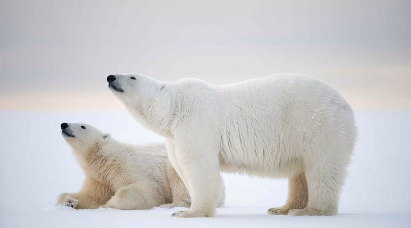 Pour une cohabitation sereine avec les ours polaires