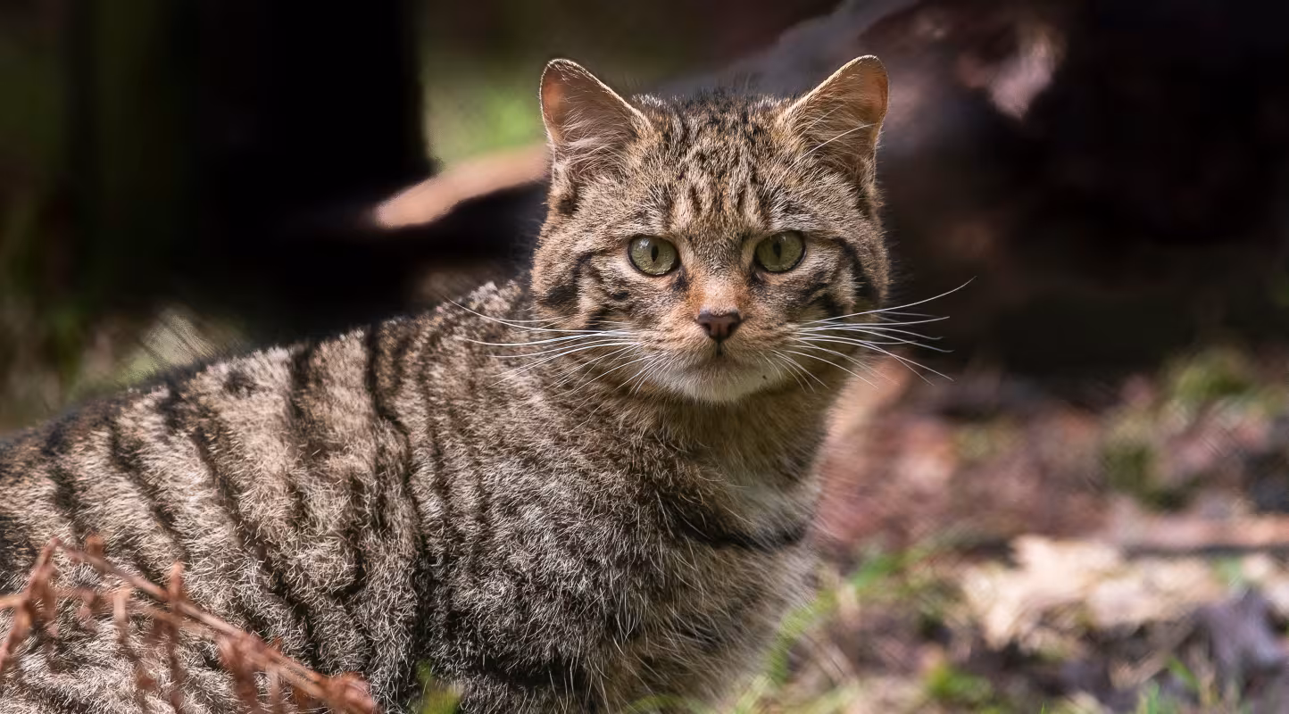 Le chat sauvage à la reconquête des Alpes
