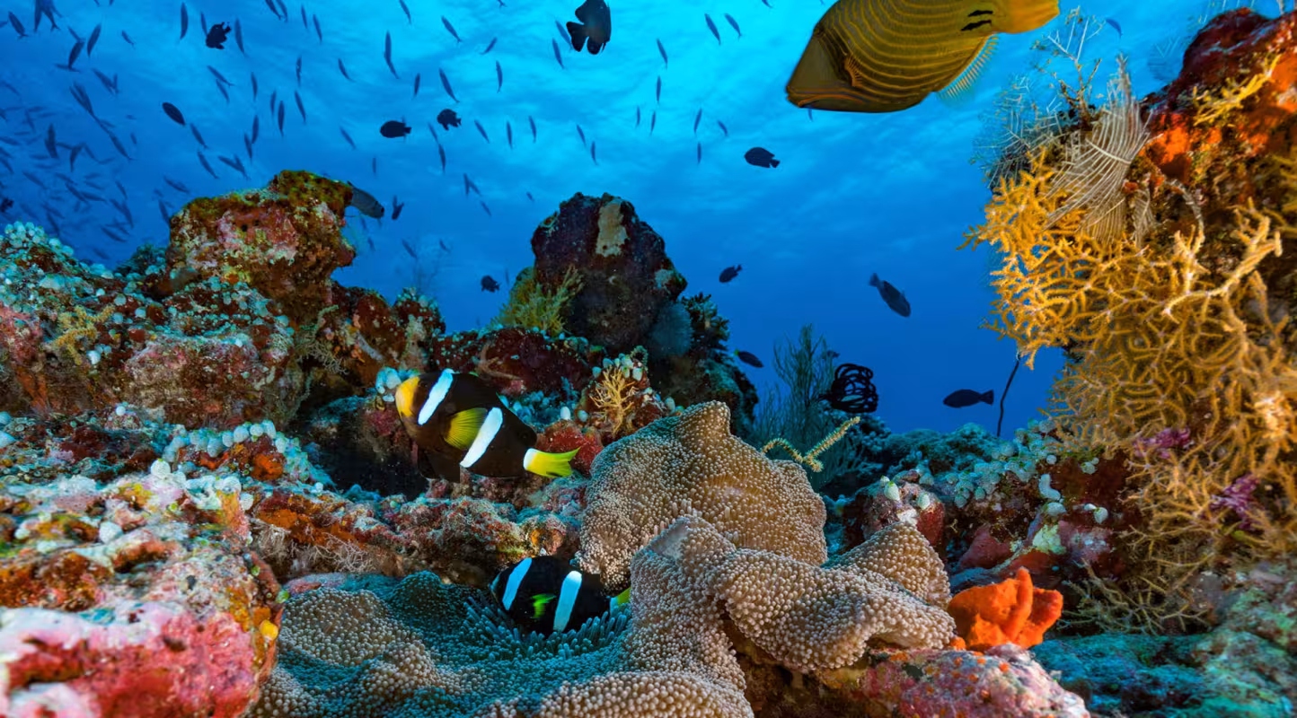 Les poissons récifaux au secours des coraux