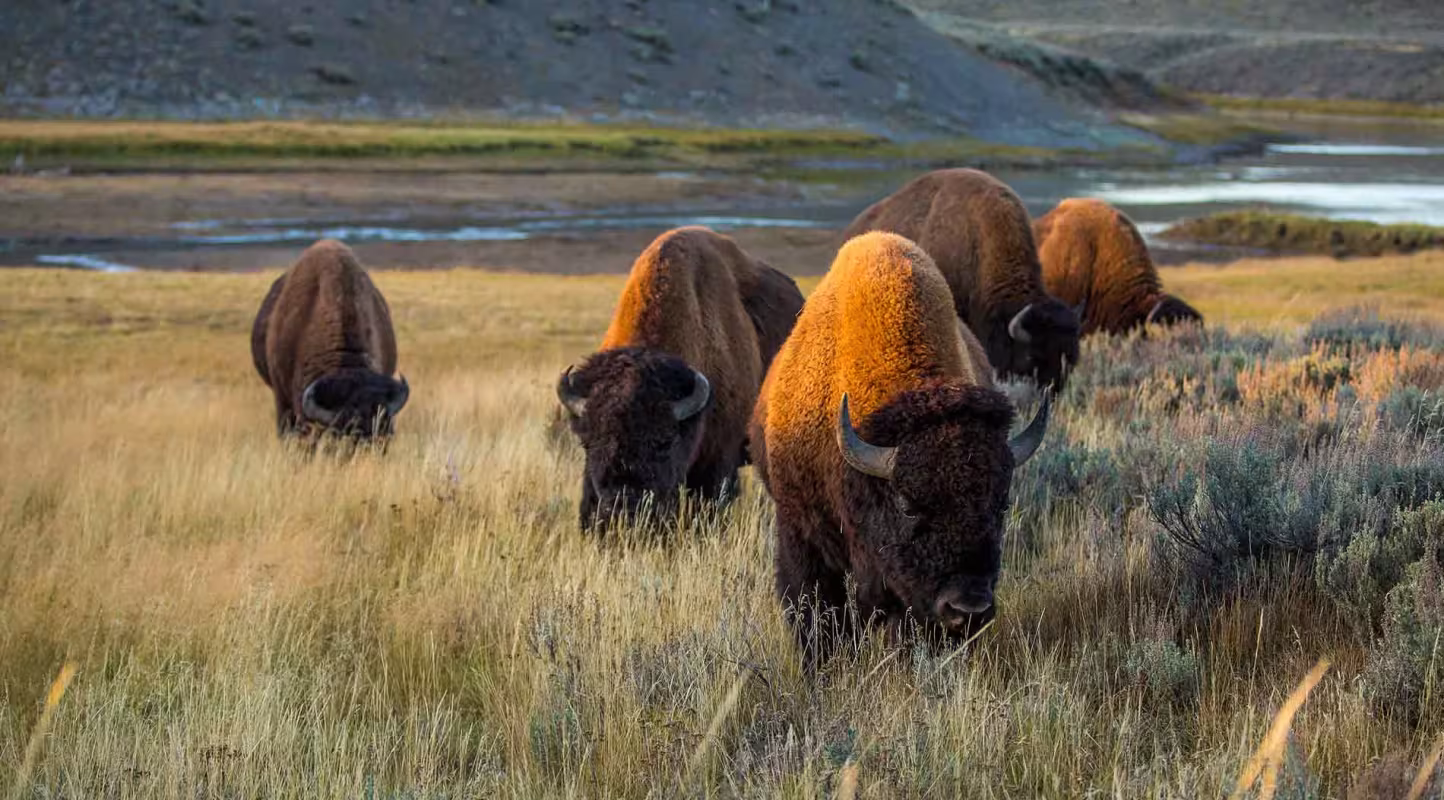 Aux États-Unis le bison revient à la charge