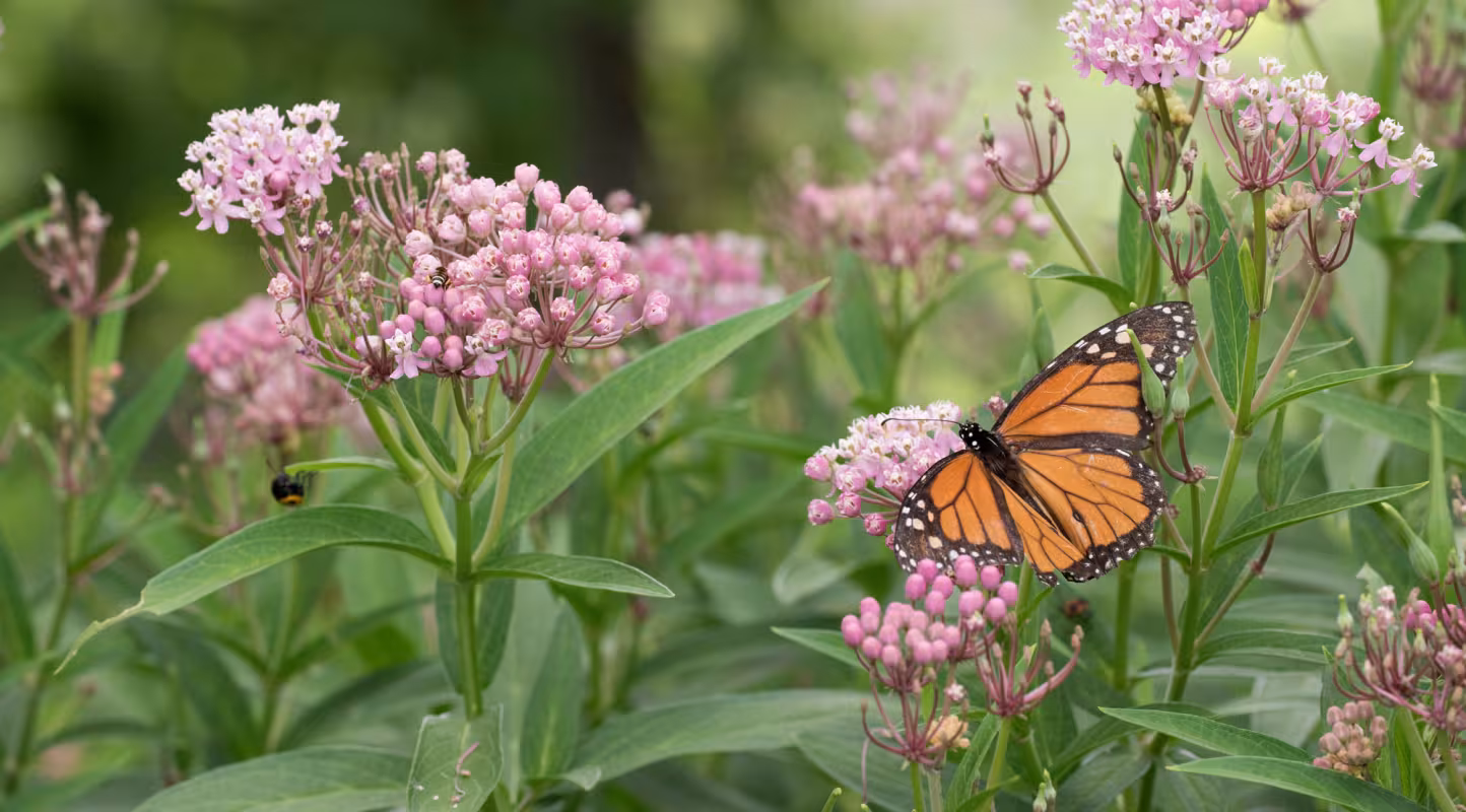 Les PME s'engagent pour la biodiversité