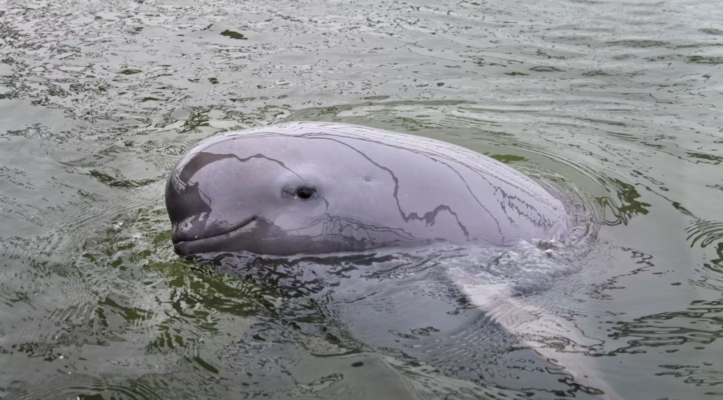 Lueur d’espoir pour les dauphins de rivière
