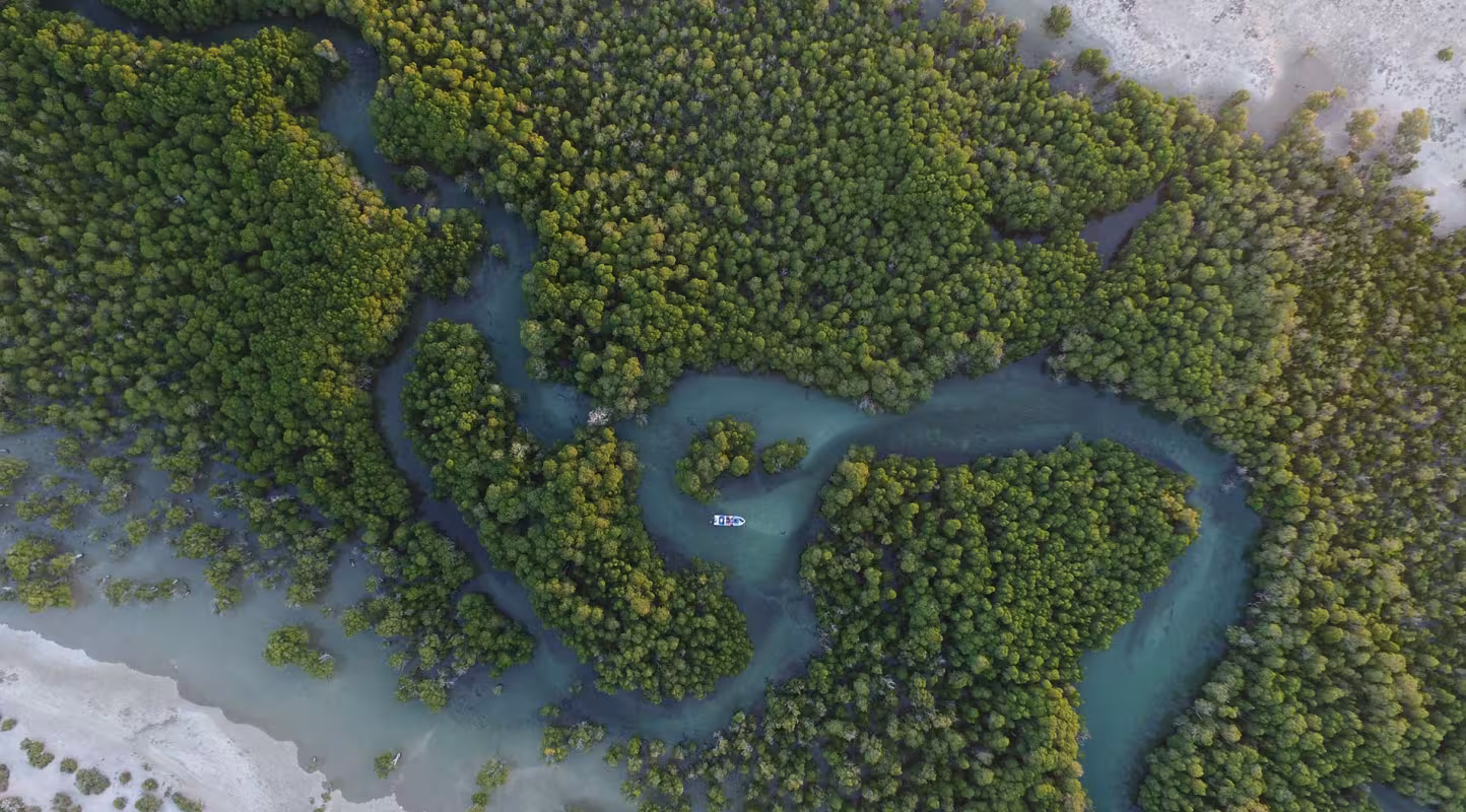 À Madagascar, la mangrove ressuscite