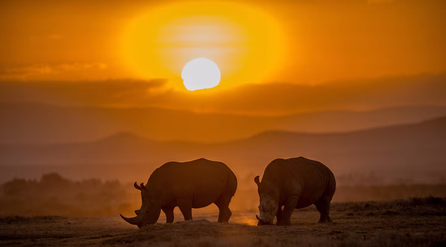 Les rhinos d’Afrique reprennent du poil de la bête
