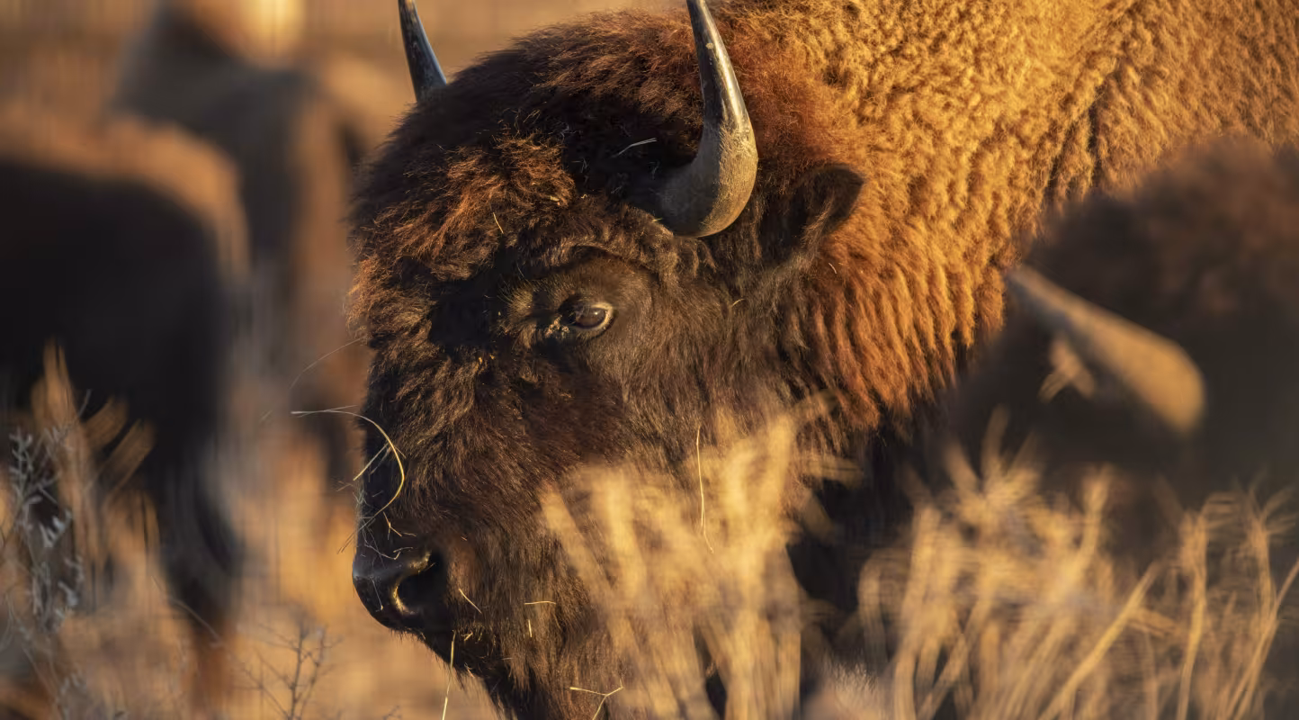 Le bison à la reconquête du Caucase