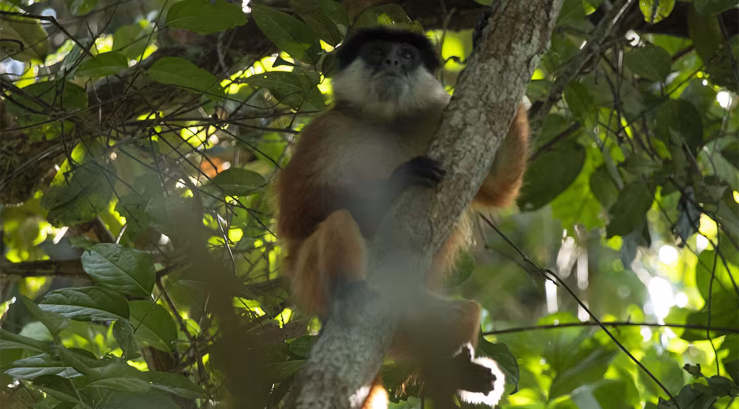 Bassin du Congo : un primate disparu réapparaît 