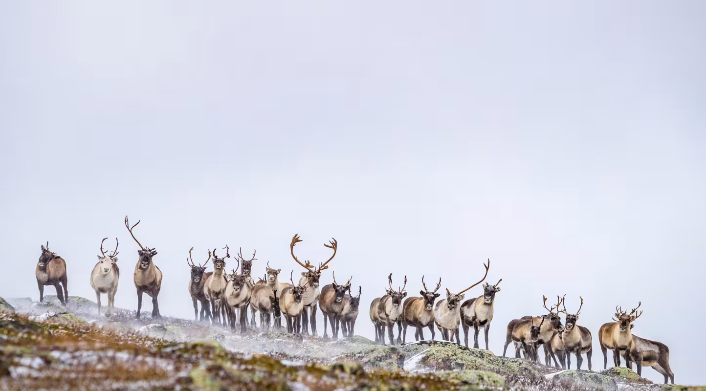 L’IA au secours du caribou