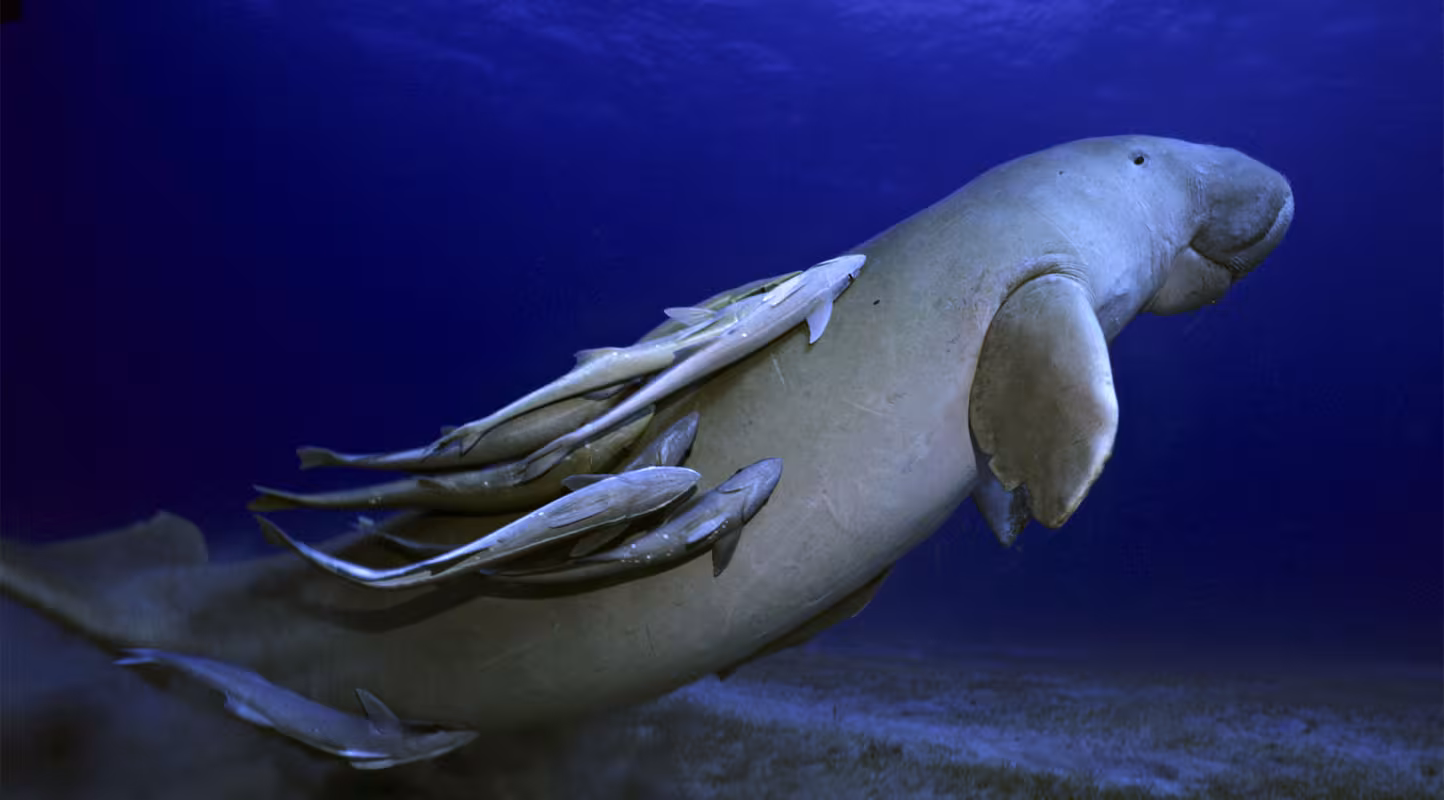 Des lunettes de soleil pour mettre les dugongs à l’abri
