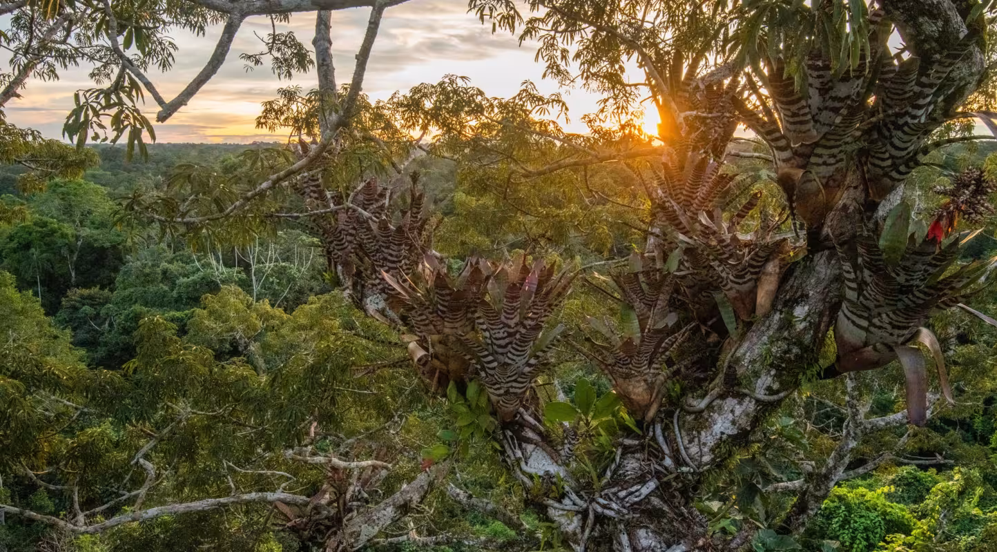 La forêt amazonienne s’offre un répit