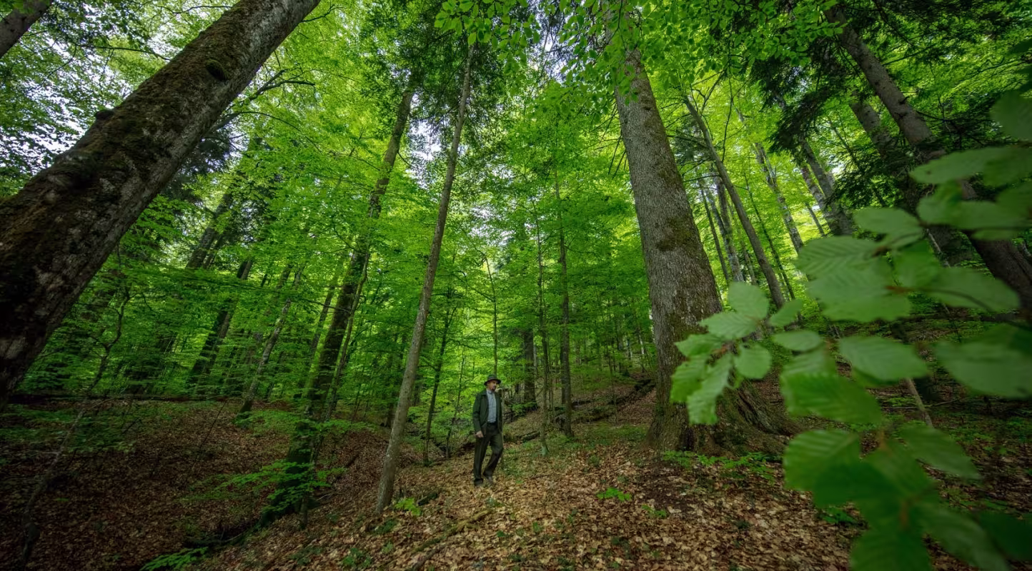 Retrouvez toutes les lettres Forêts vivantes