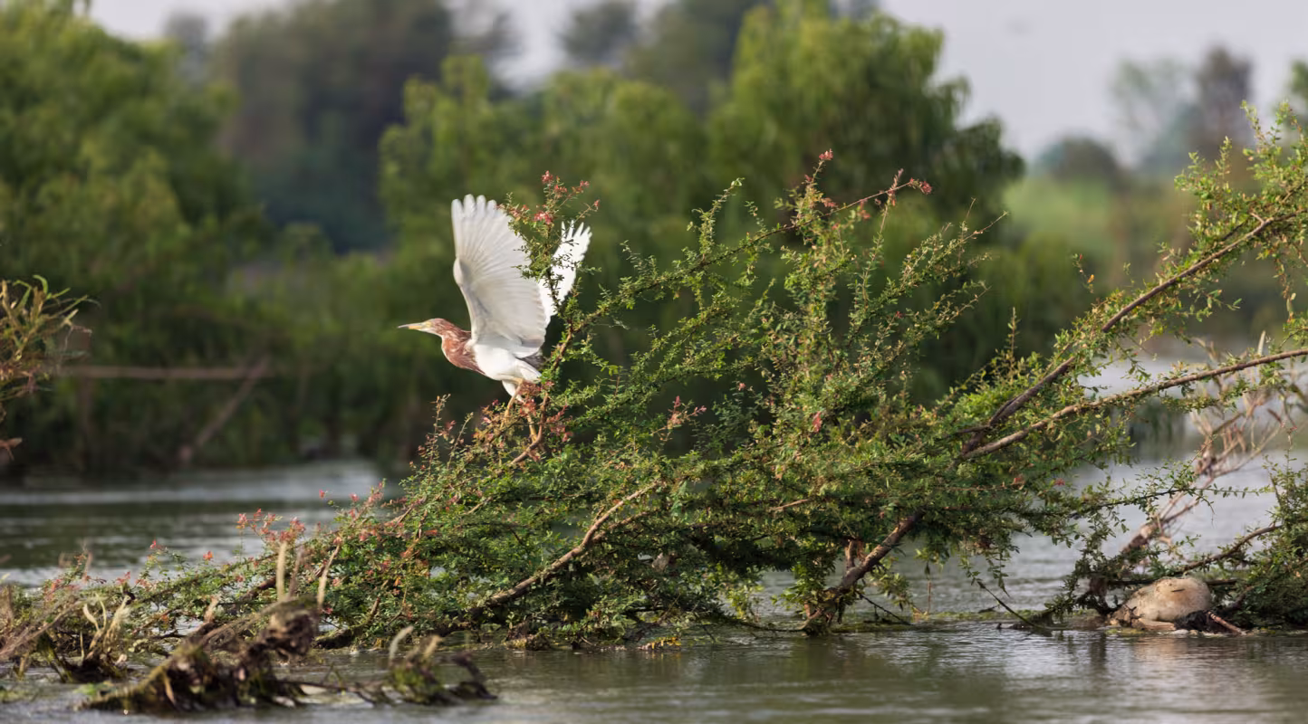 Pour des forêts inondées pleines de vies