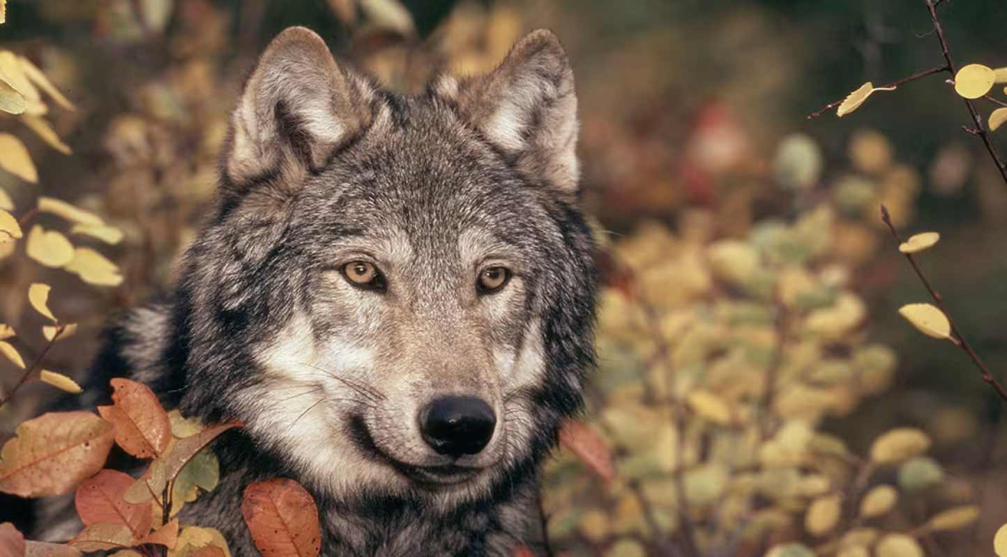 Loup : la success story américaine