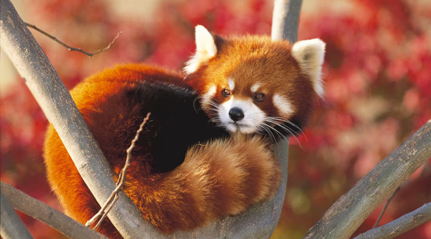 Décompte prometteur pour le panda roux du Bhoutan