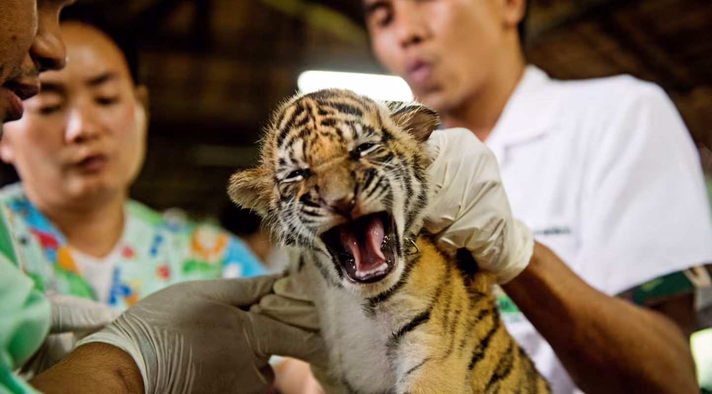 Saisie au Vietnam : 24 tigres miraculés