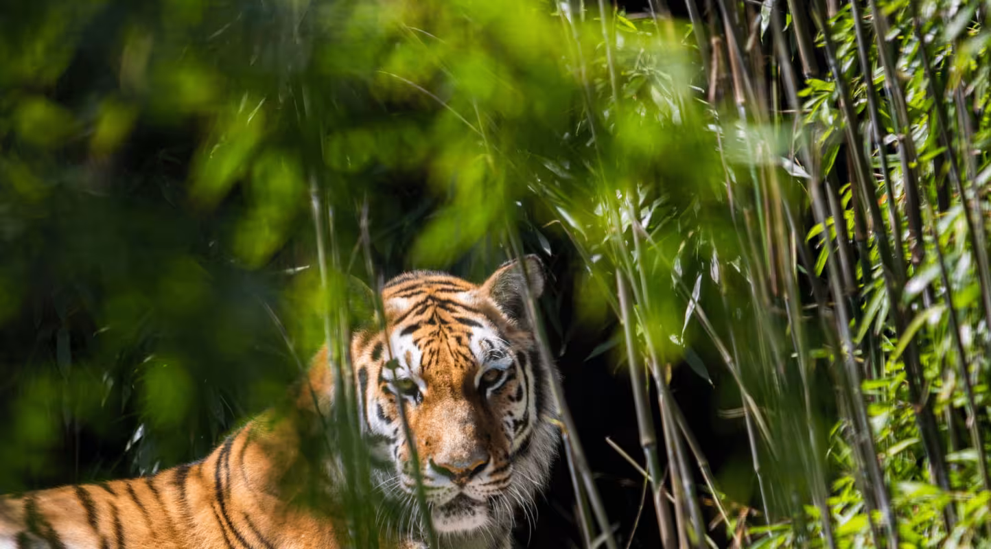 Le tigre à la reconquête du Kazakhstan