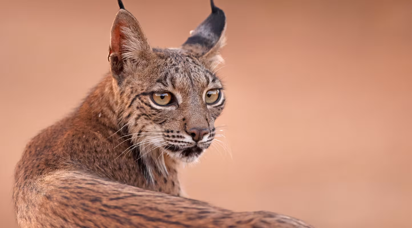 Cap décisif pour le lynx ibérique