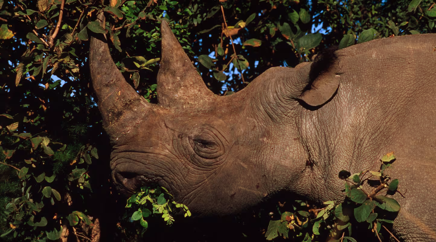 Les rhinos de Namibie vous remercient