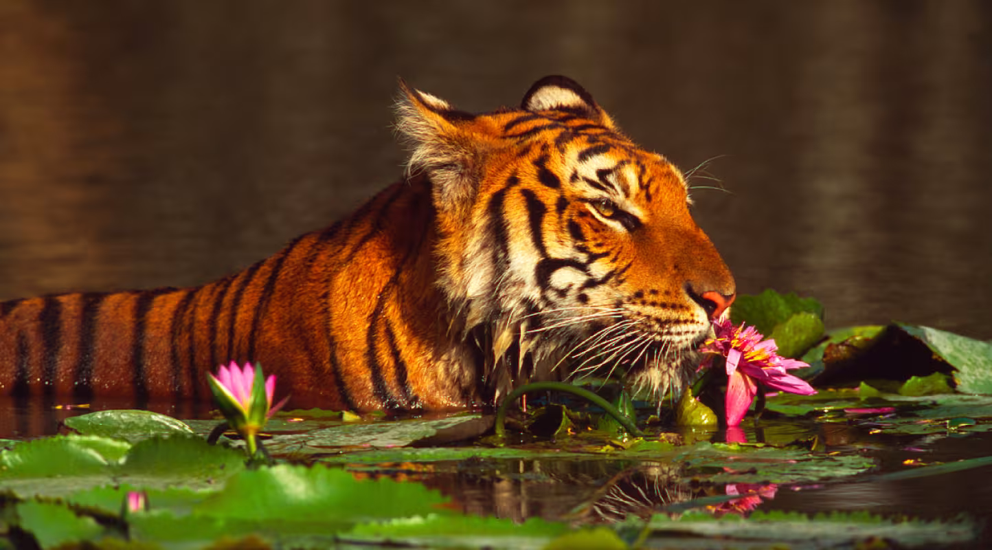 En Thaïlande, l’horizon s’éclaircit pour le tigre