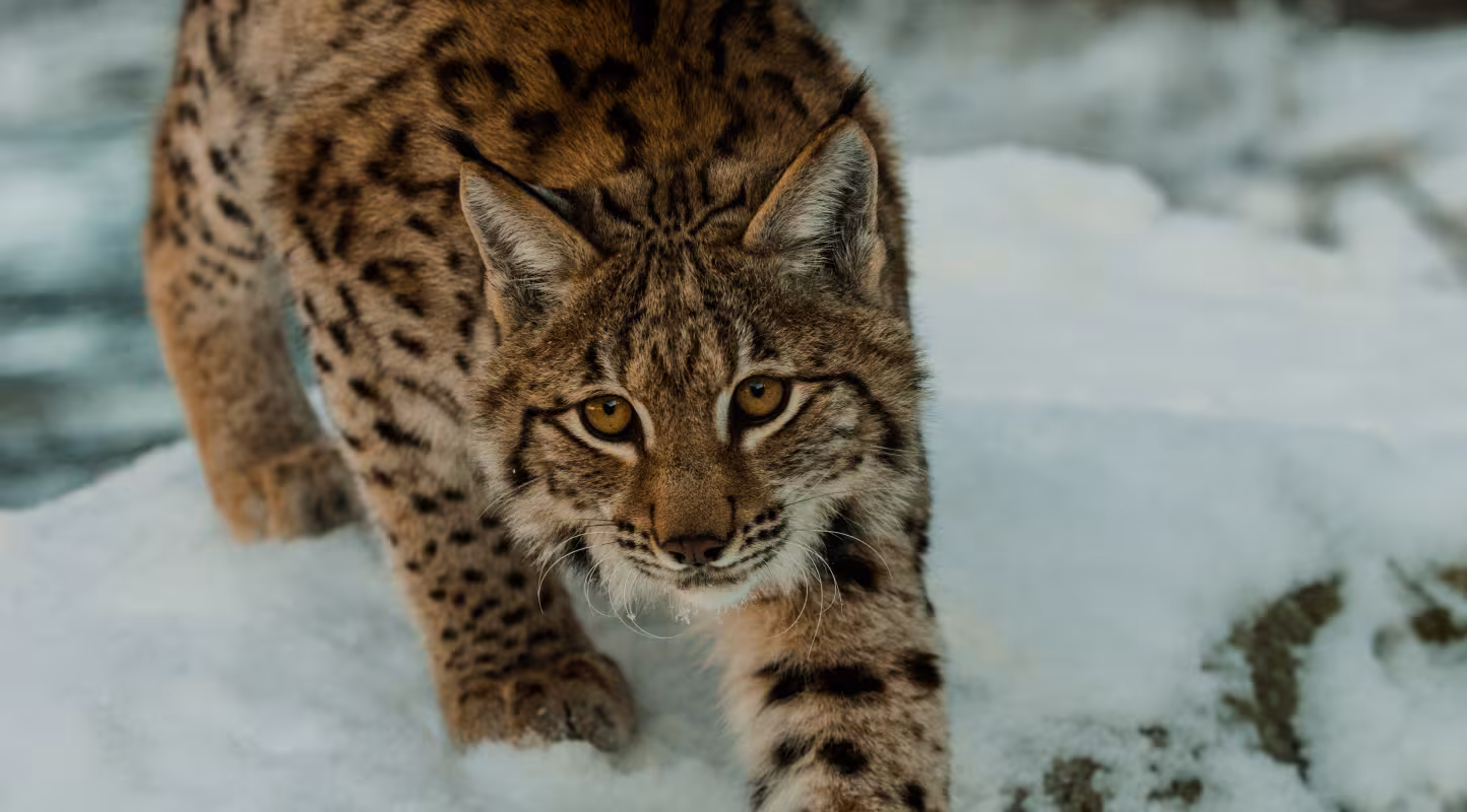 Lynx (Lynx lynx) marchant dans la neige dans le parc national Velka Fatra en Slovaquie
