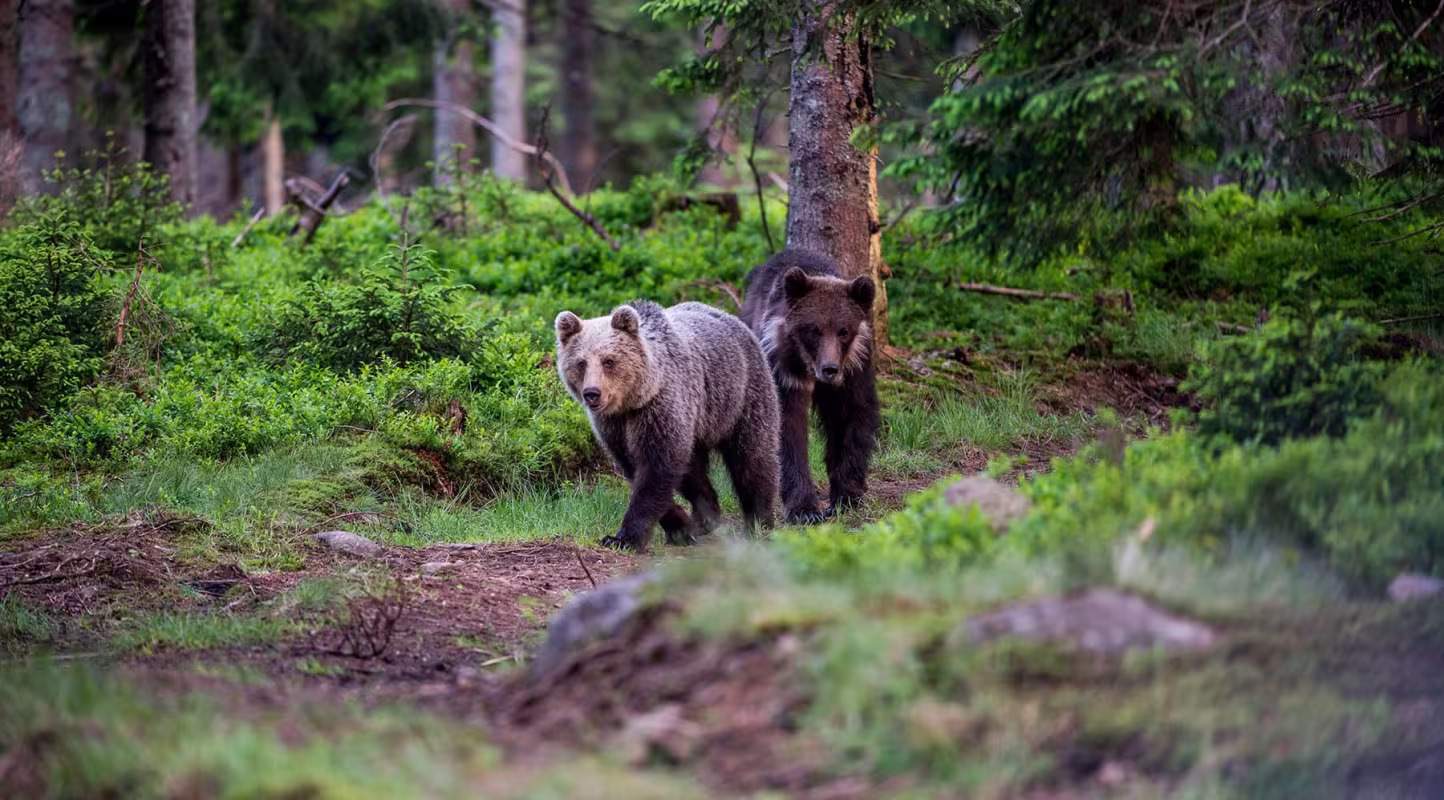 Jeunes ours bruns dans les forêts d'Europe