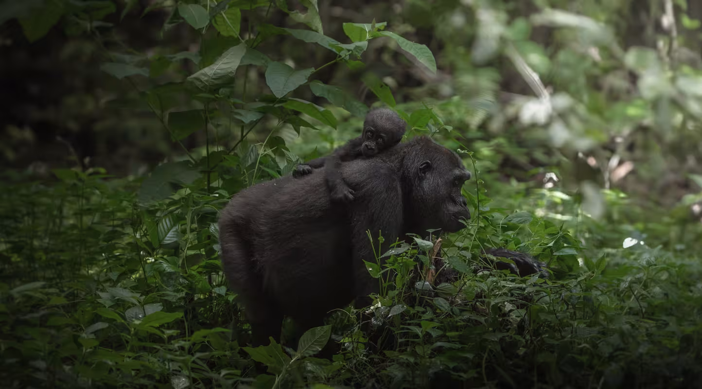 Au Coeur de la Jungle - photo - Mère et son petit gorille