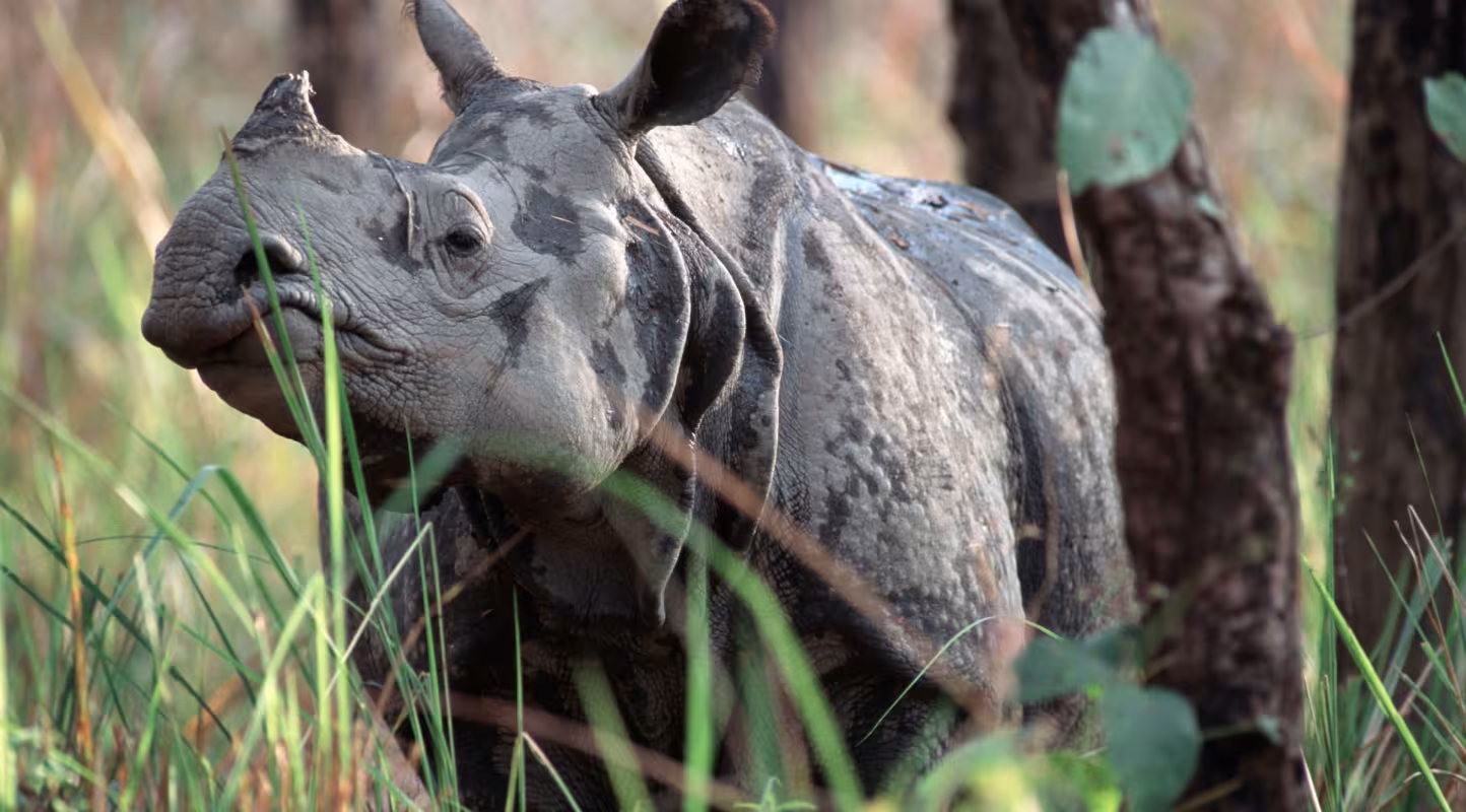 Rhinocéros unicorne au Népal